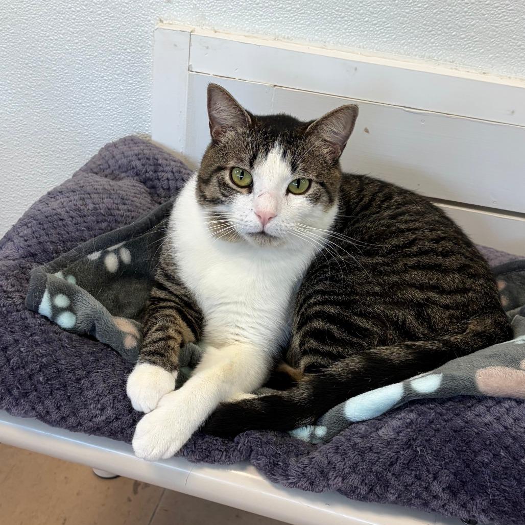 Brooks, Adoptable, Adult Male Domestic Short Hair.