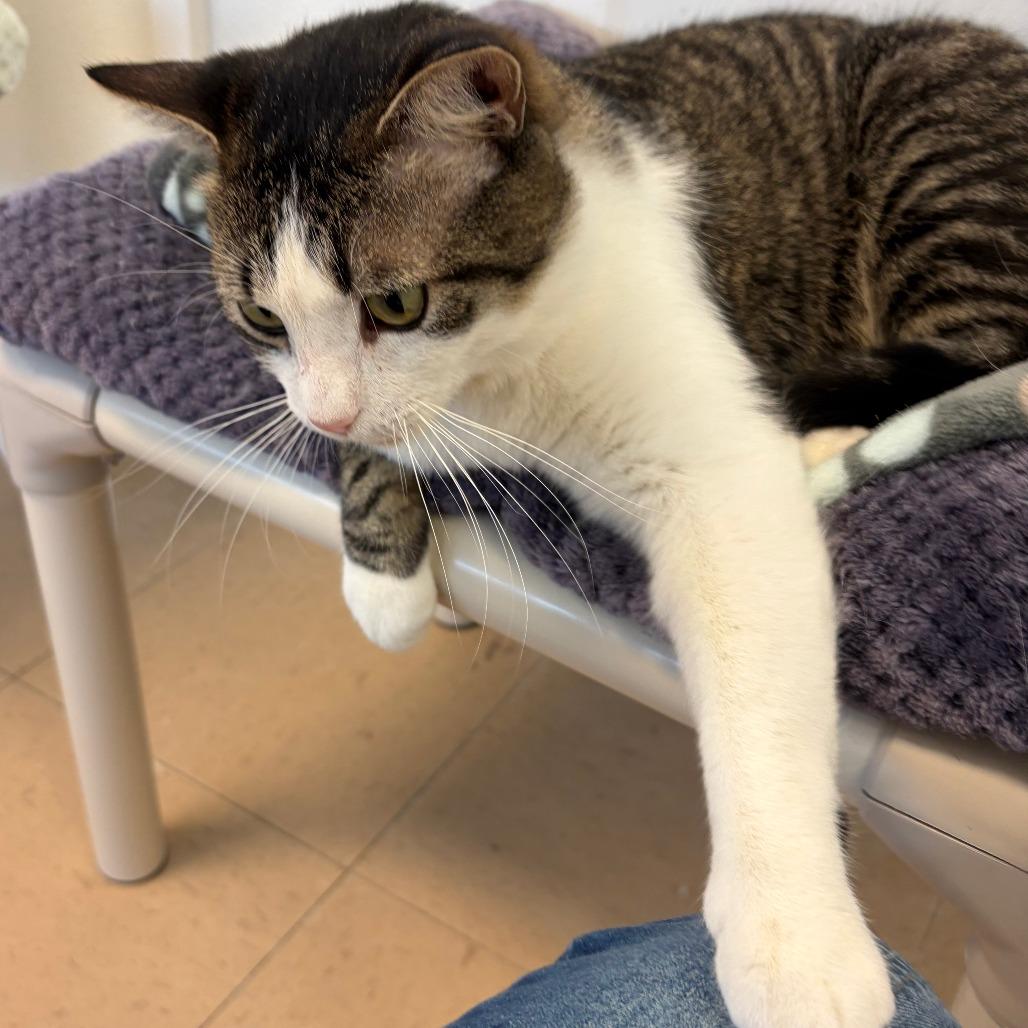 Enlarge Brooks, a Adoptable Domestic Short Hair in Greensboro, GA image 2/5