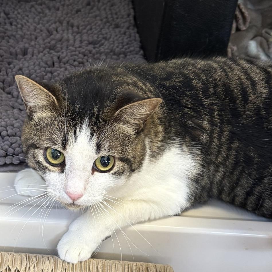 Brooks, Adoptable, Adult Male Domestic Short Hair.