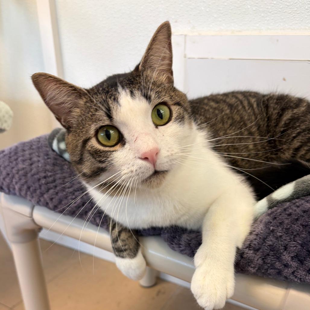 Enlarge Brooks, a Adoptable Domestic Short Hair in Greensboro, GA image 4/5