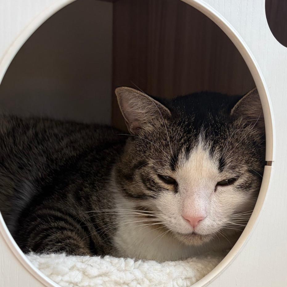 Enlarge Brooks, a Adoptable Domestic Short Hair in Greensboro, GA image 5/5