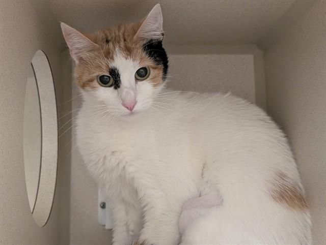 Enlarge MOANA, a Adoptable Domestic Short Hair in Denver, CO image 1/1