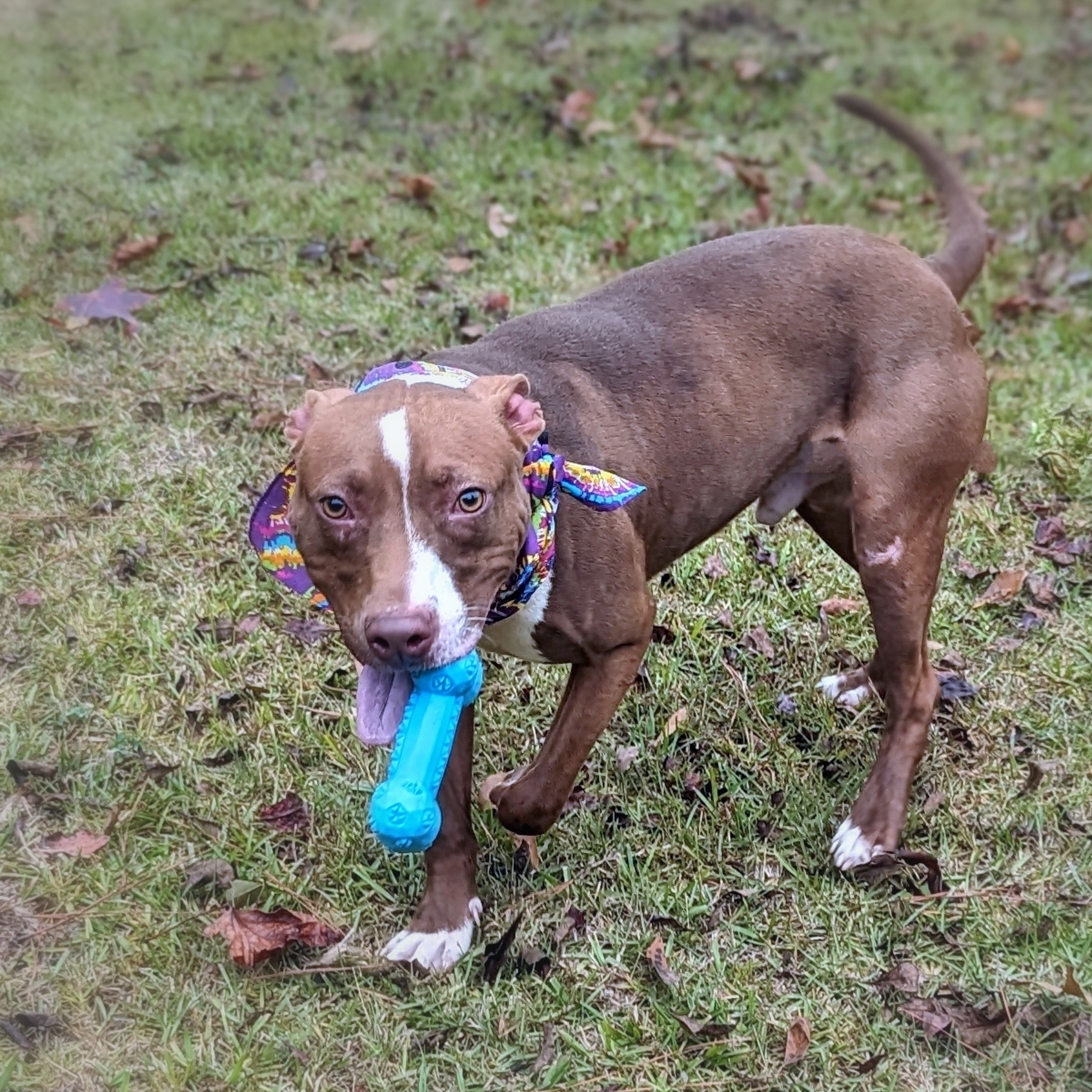 Caspian, a Adoptable mixed breed in Helena, AL image 3/5