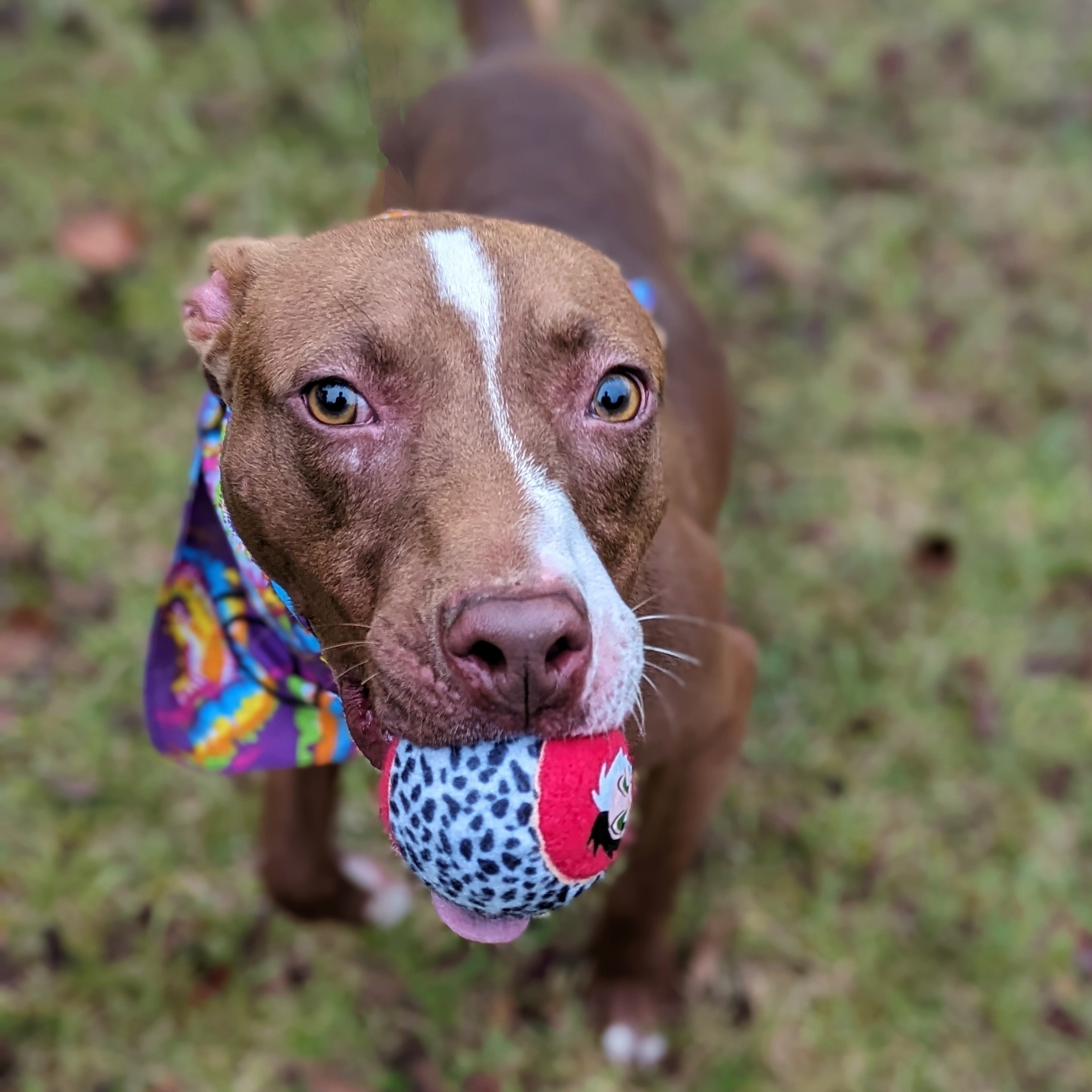 Caspian, a Adoptable mixed breed in Helena, AL image 4/5