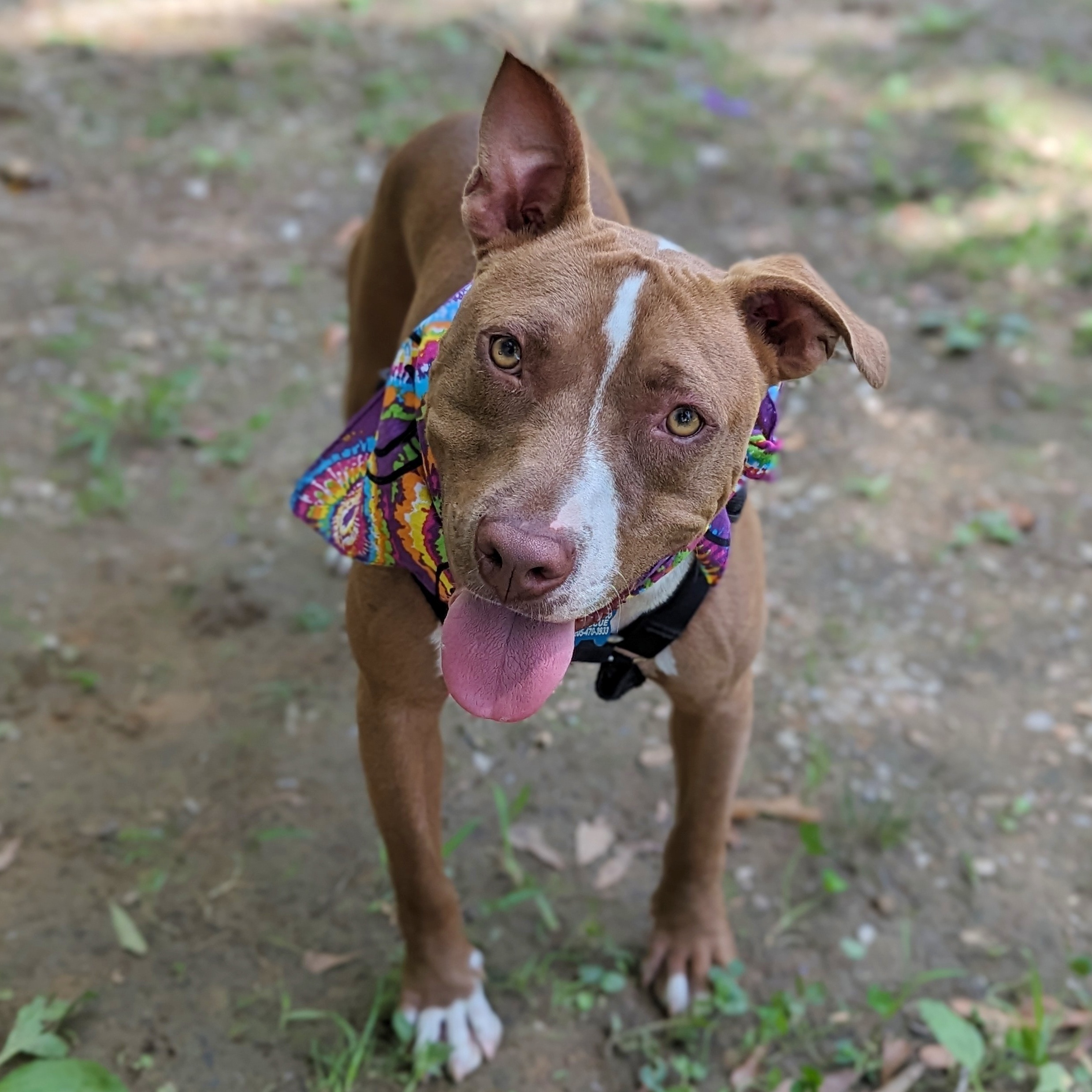 Caspian, a Adoptable mixed breed in Helena, AL image 2/5