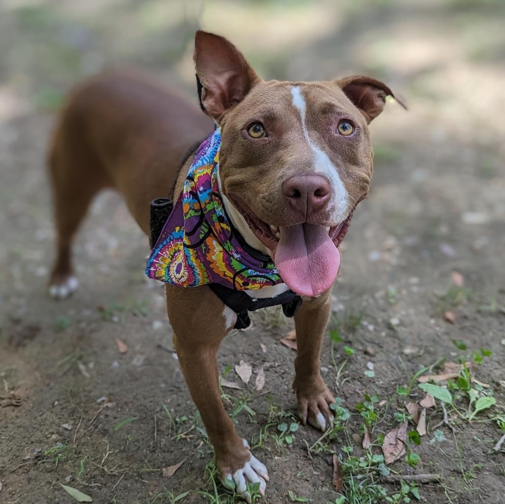Caspian, a Adoptable mixed breed in Helena, AL image 1/5