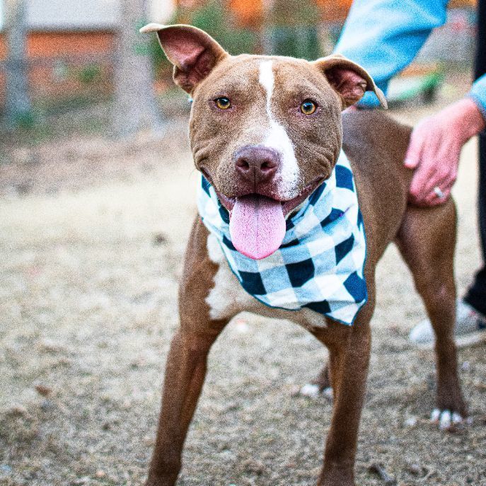 Caspian, a Adoptable mixed breed in Helena, AL image 5/5