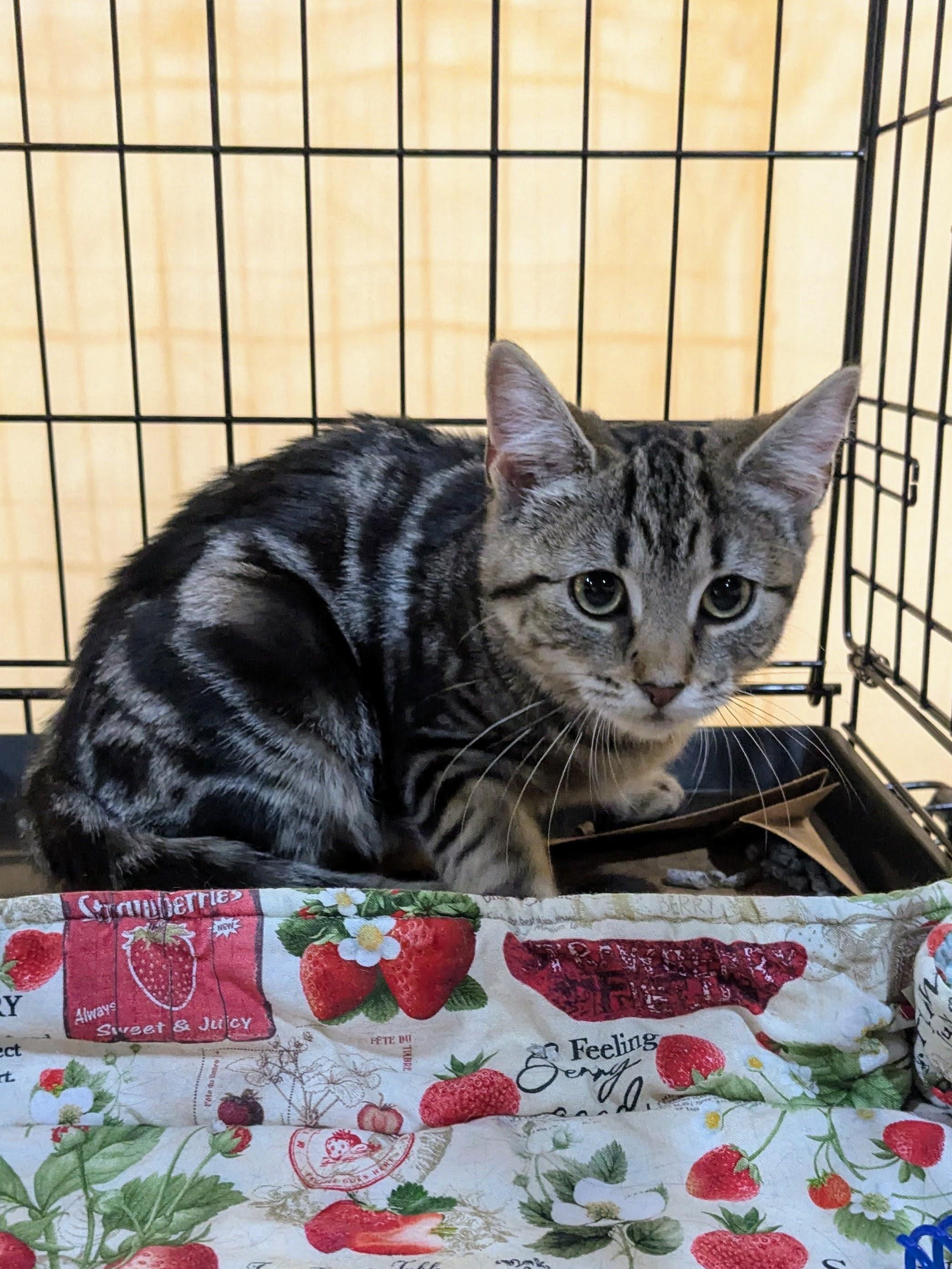 Sage, an adopted American Shorthair in Brooklyn, NY image 1/6