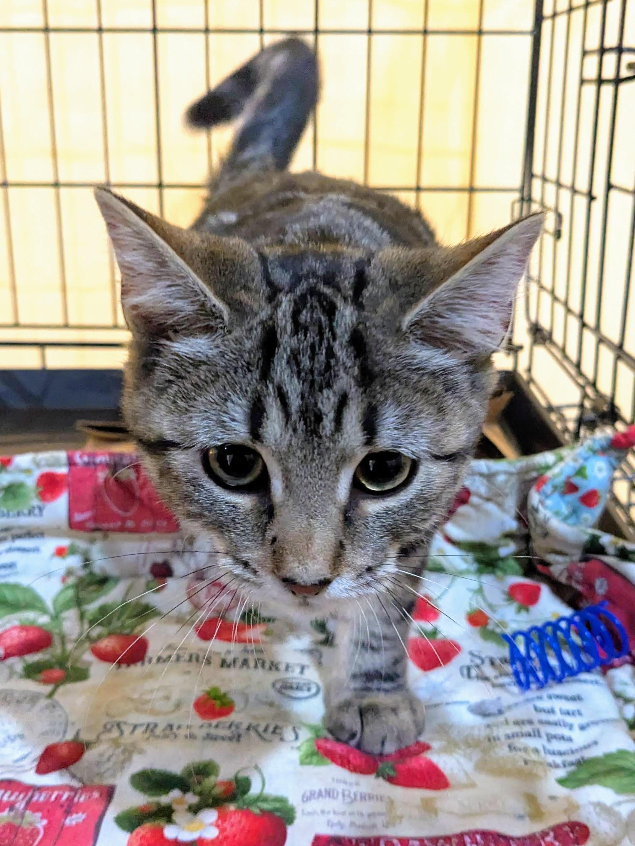 Sage, an adopted American Shorthair in Brooklyn, NY image 2/6