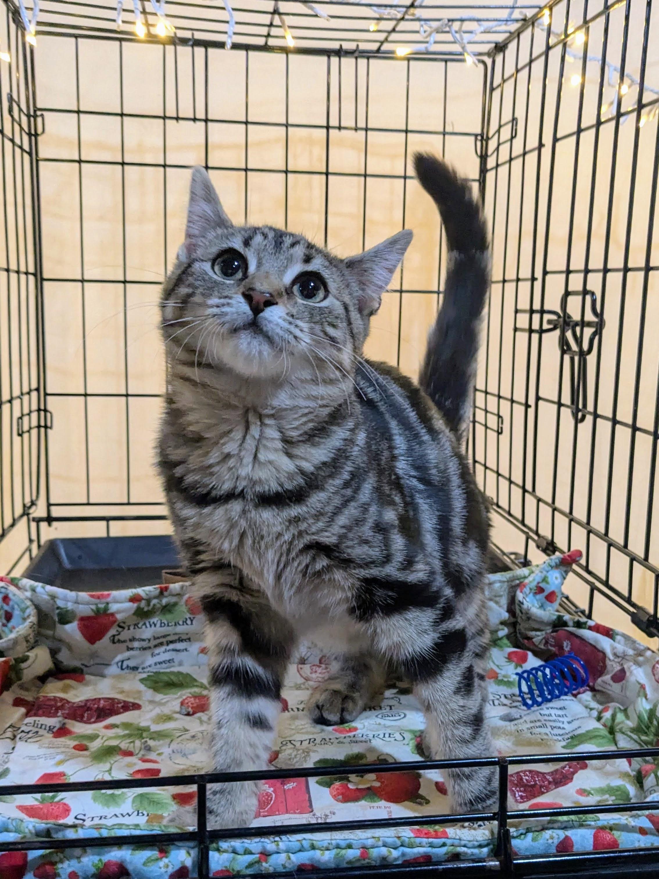 Sage, an adopted American Shorthair in Brooklyn, NY image 3/6