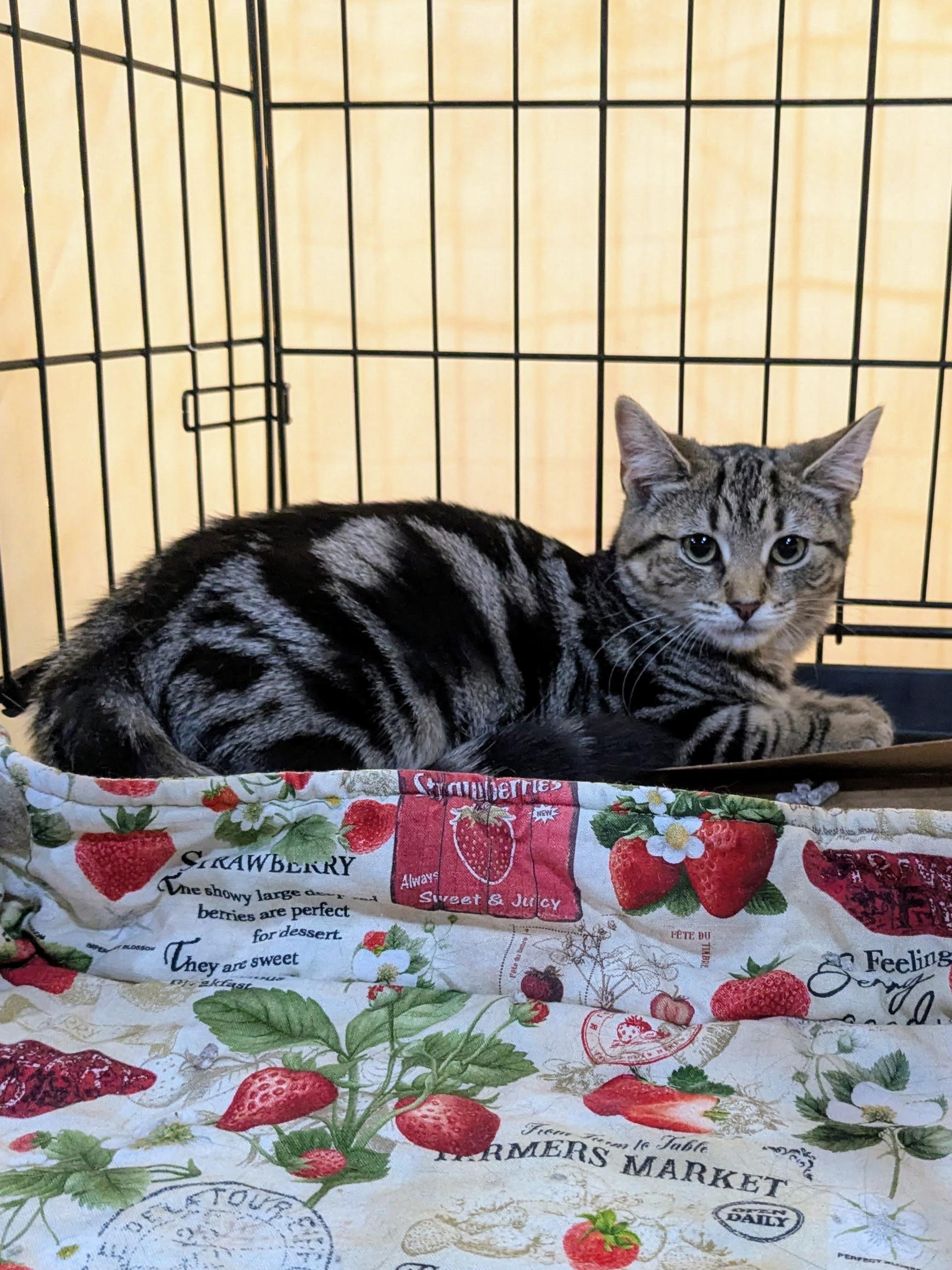 Sage, an adopted American Shorthair in Brooklyn, NY image 4/6