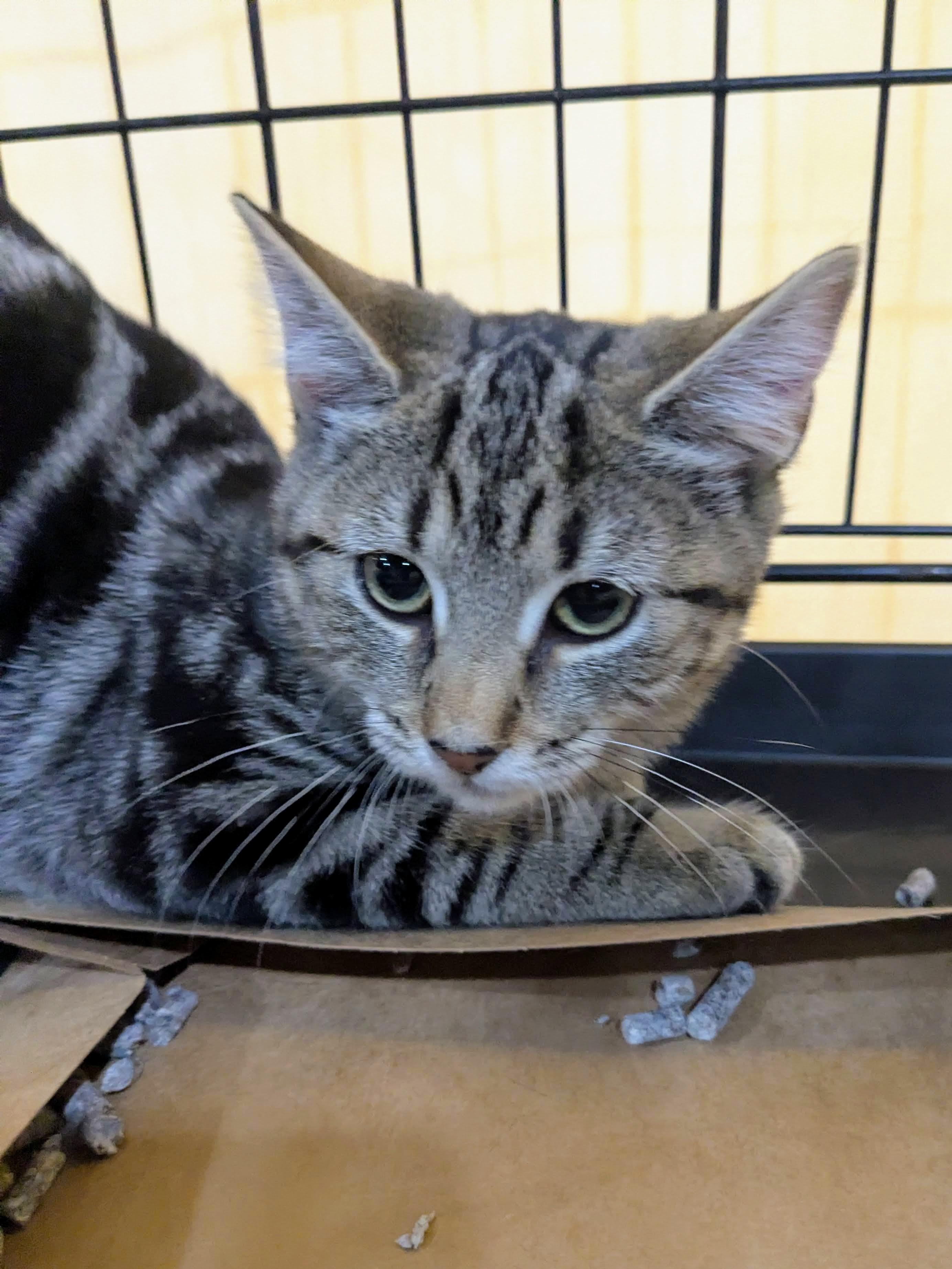 Sage, an adopted American Shorthair in Brooklyn, NY image 5/6