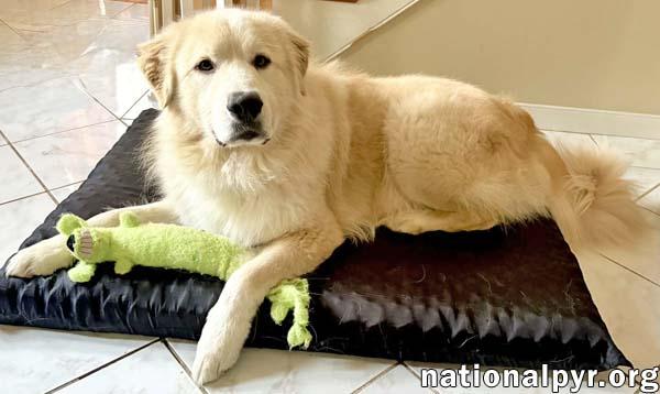 Enlarge Martimus in CT - Spectacularly Social & Sweet!, an adopted mixed breed in Putnam, CT image 3/4