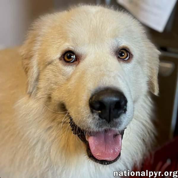 Martimus in CT - Spectacularly Social & Sweet!, adopted, Adult Male Great Pyrenees.