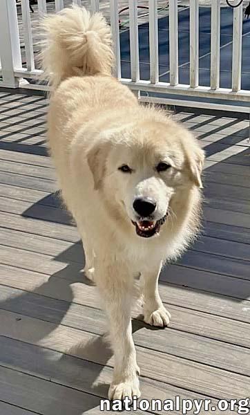 Enlarge Martimus in CT - Spectacularly Social & Sweet!, an adopted mixed breed in Putnam, CT image 2/4