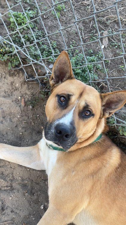 King Julian, ADOPTABLE, Adult Male Akita & German Shepherd Dog.