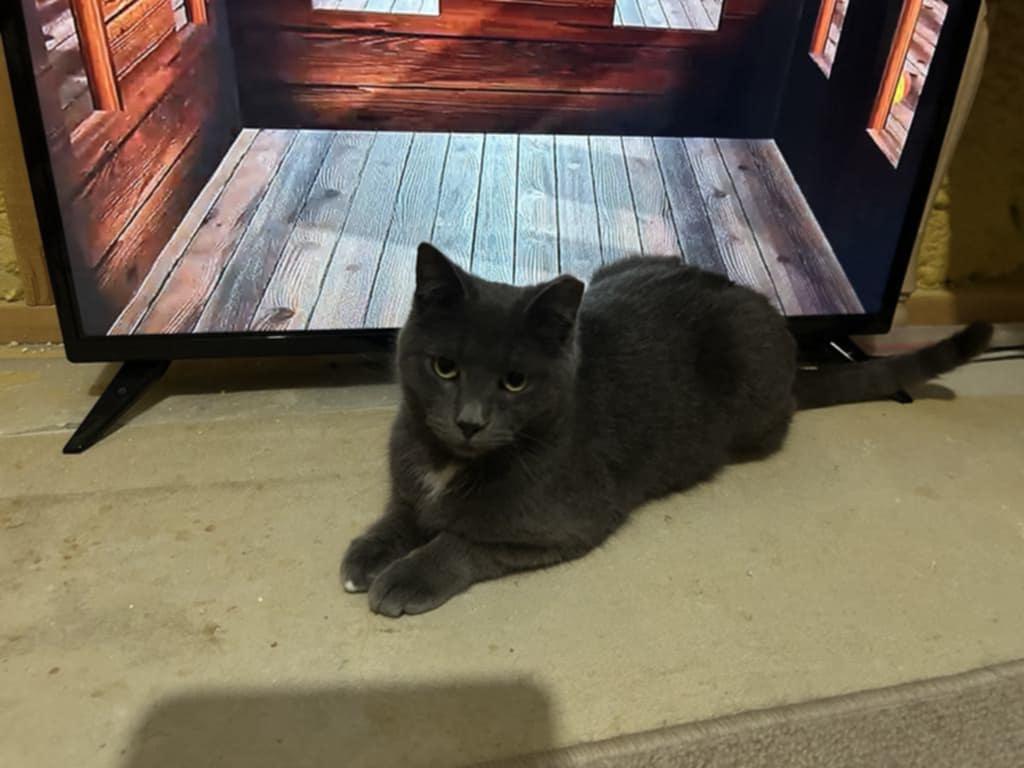 Plum, a Adoptable Domestic Short Hair in Shakespeare, ON image 3/4