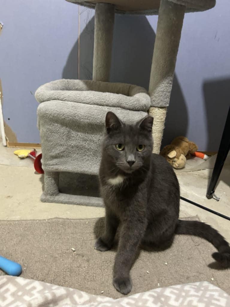 Plum, Young Male Domestic Short Hair