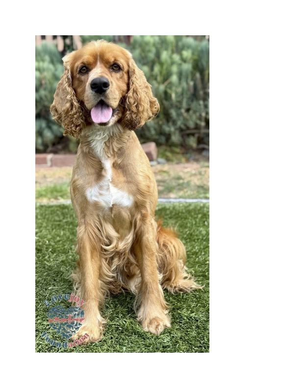 Canelo COH is a 3 year old male Cocker Spaniel who was found as a stray in the City of