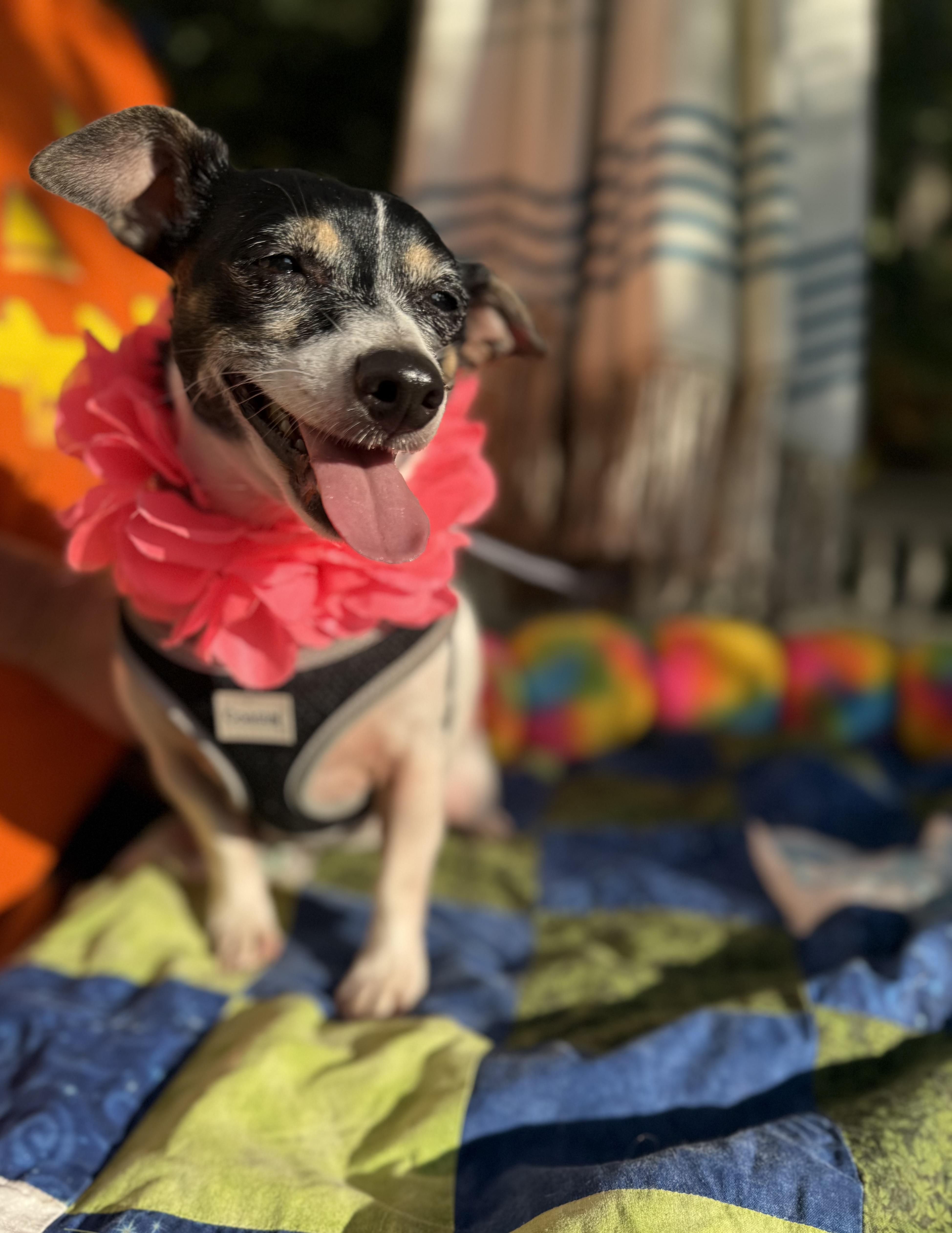 Enlarge Sassy 11 lbs, a Adoptable mixed breed in White Lake, MI image 5/6