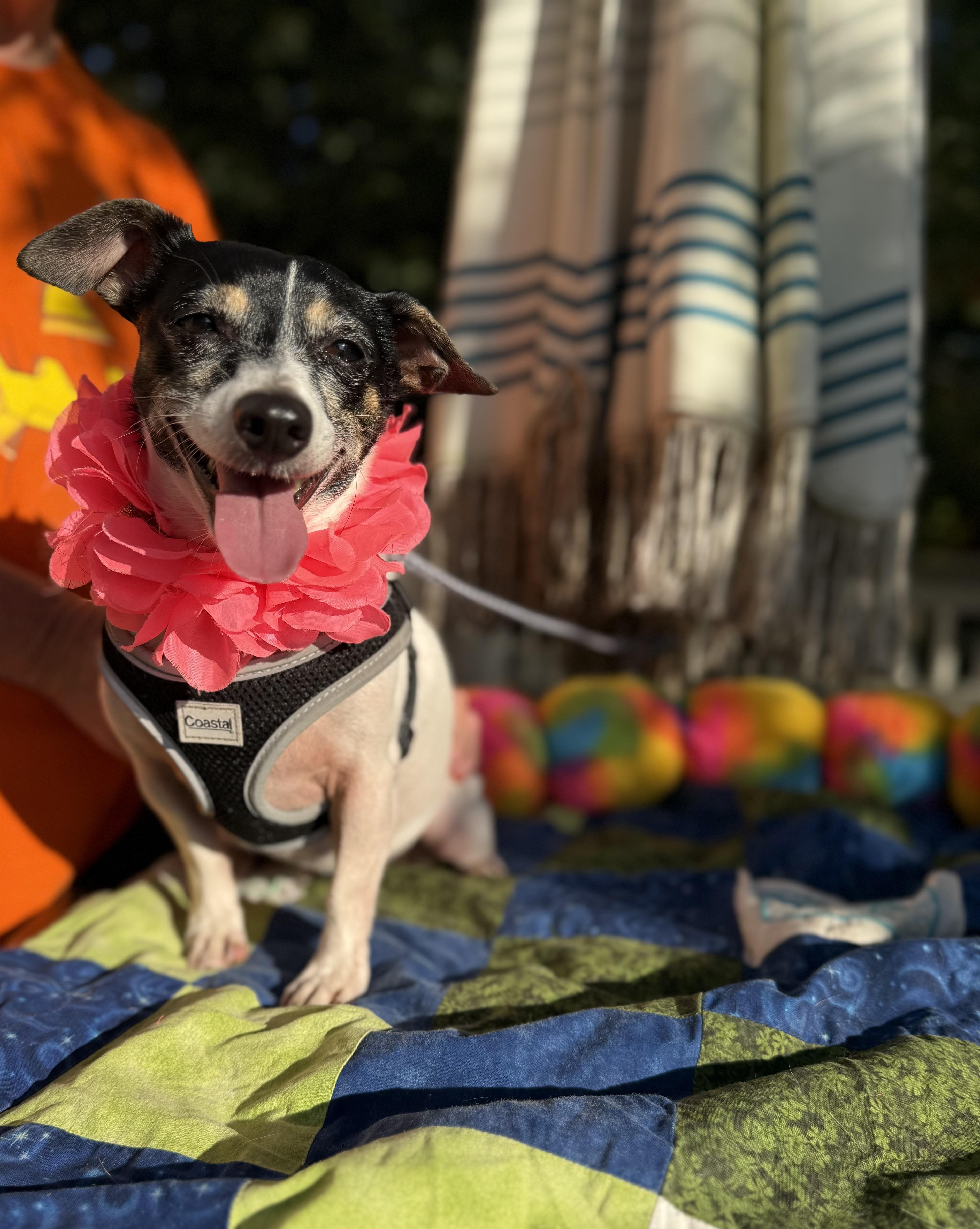 Sassy 11 lbs, Adoptable, Young Female Jack Russell Terrier & Rat Terrier.