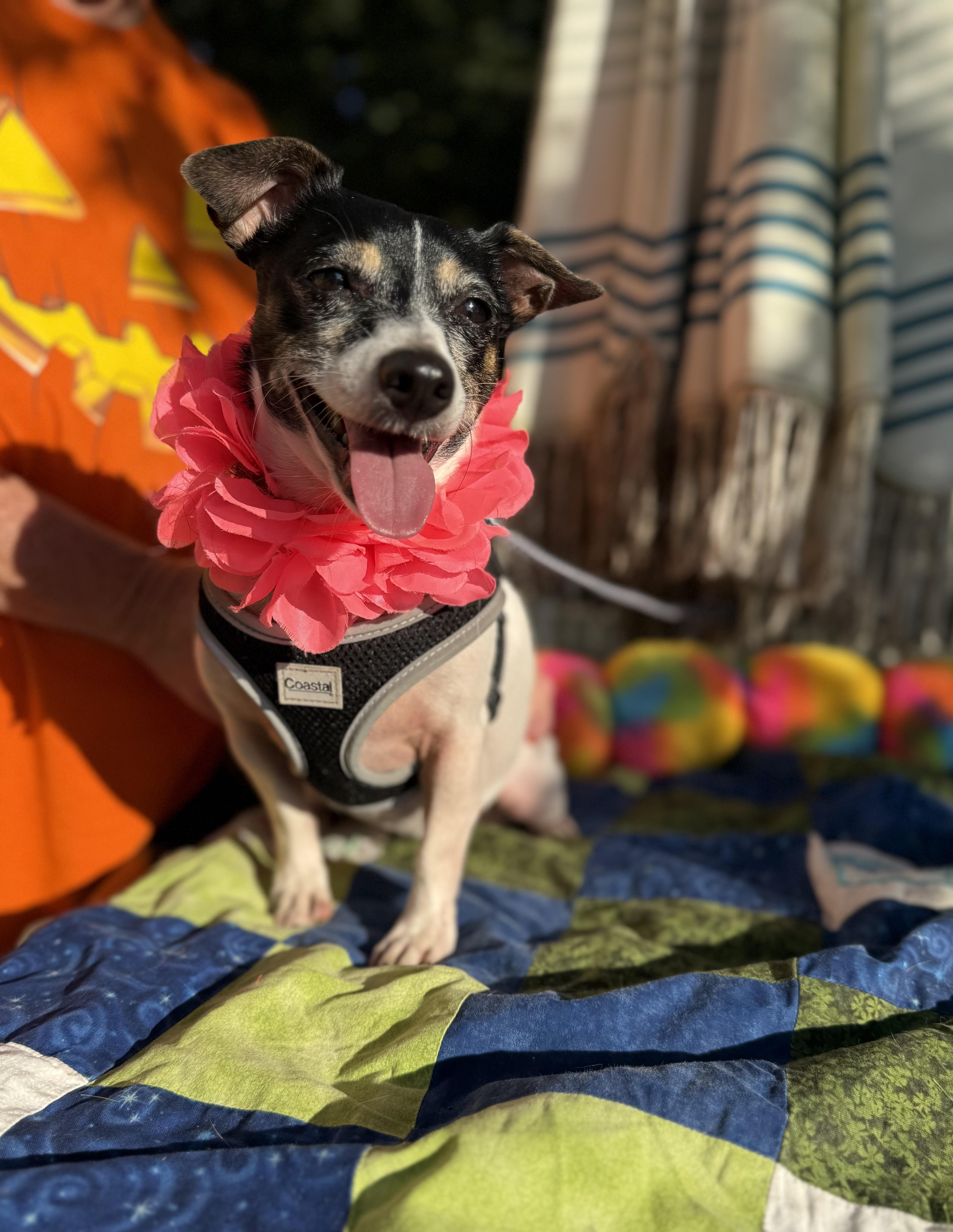 Enlarge Sassy 11 lbs, a Adoptable mixed breed in White Lake, MI image 6/6