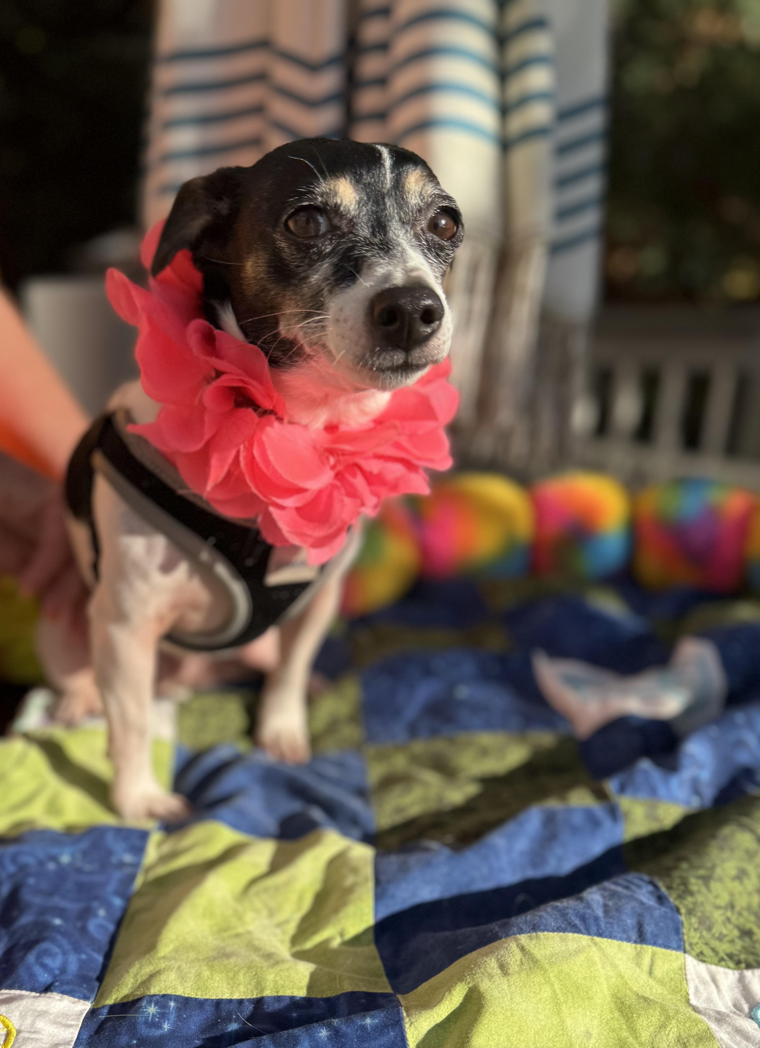 Enlarge Sassy 11 lbs, a Adoptable mixed breed in White Lake, MI image 3/6