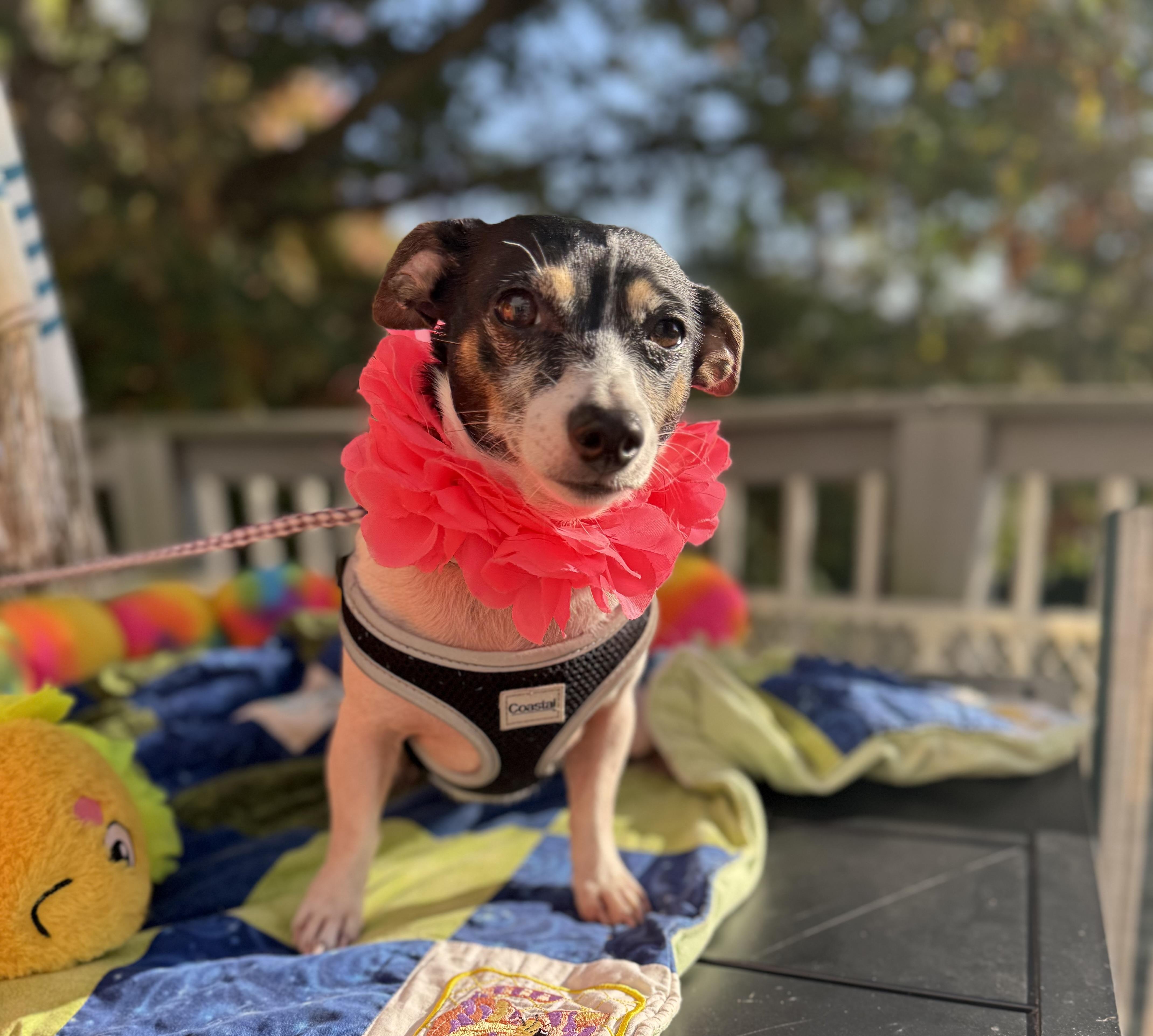 Enlarge Sassy 11 lbs, a Adoptable mixed breed in White Lake, MI image 4/6