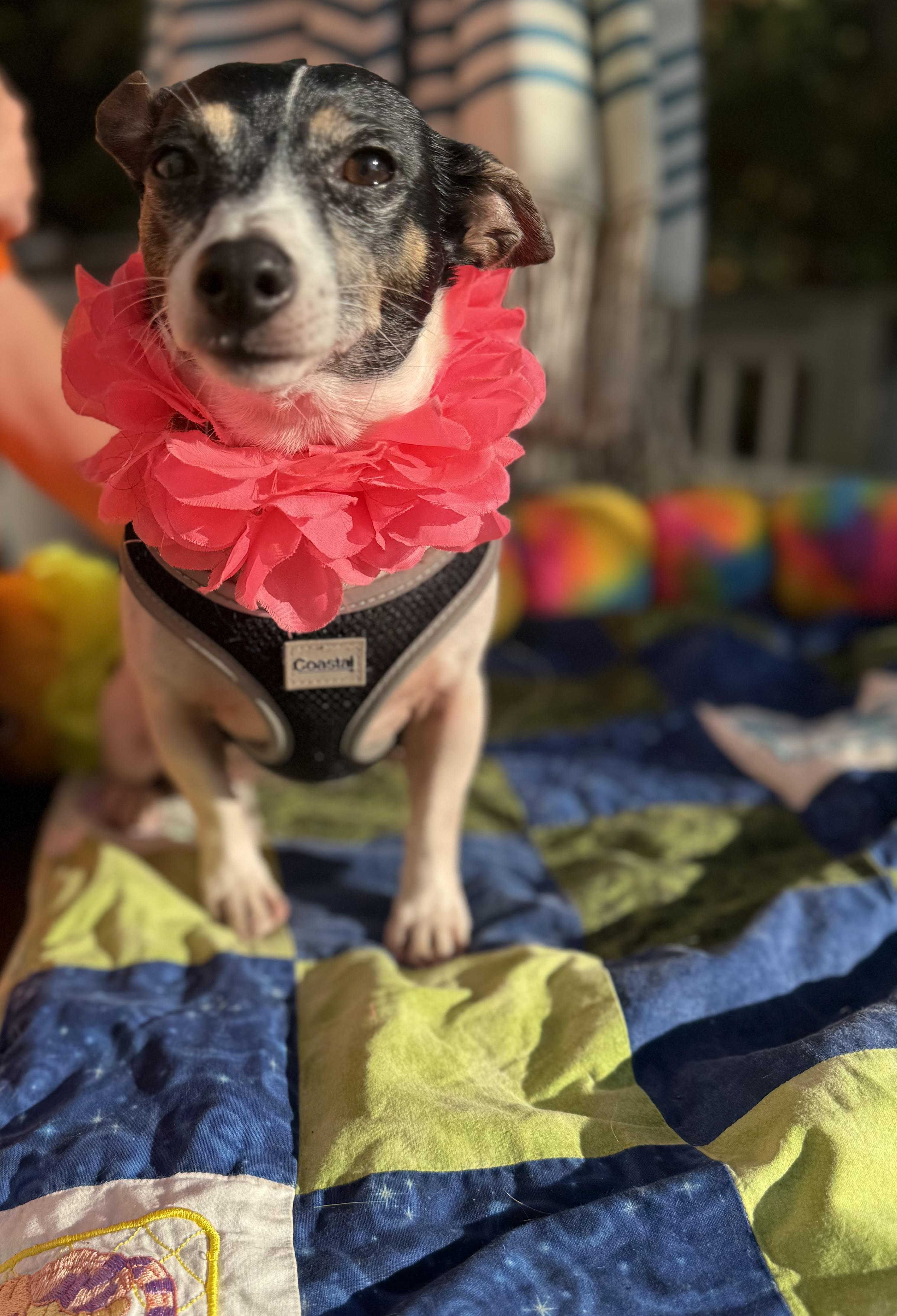 Sassy 11 lbs, Adoptable, Young Female Jack Russell Terrier.