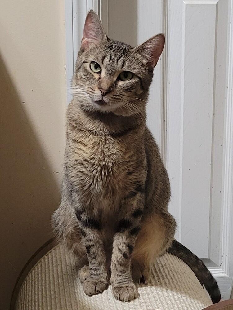 Sybil, Adoptable, Adult Female Tabby.