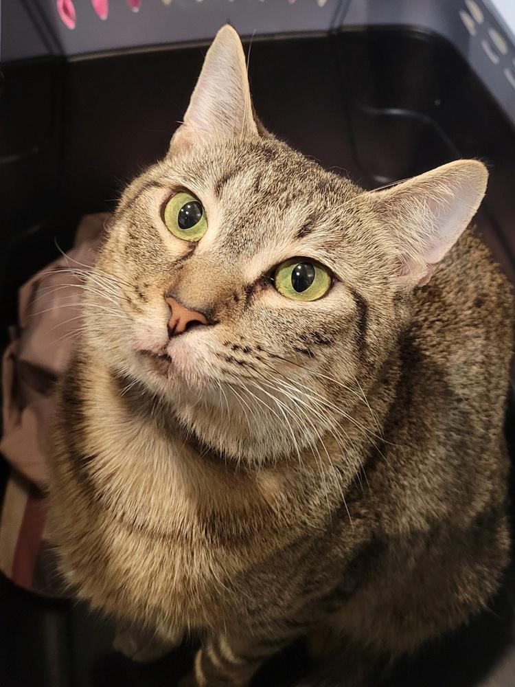 Sybil, a Adoptable mixed breed in Douglasville, GA image 3/6