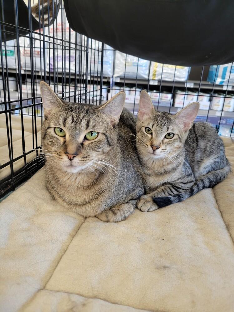 Enlarge Sybil, a Adoptable mixed breed in Douglasville, GA image 6/6