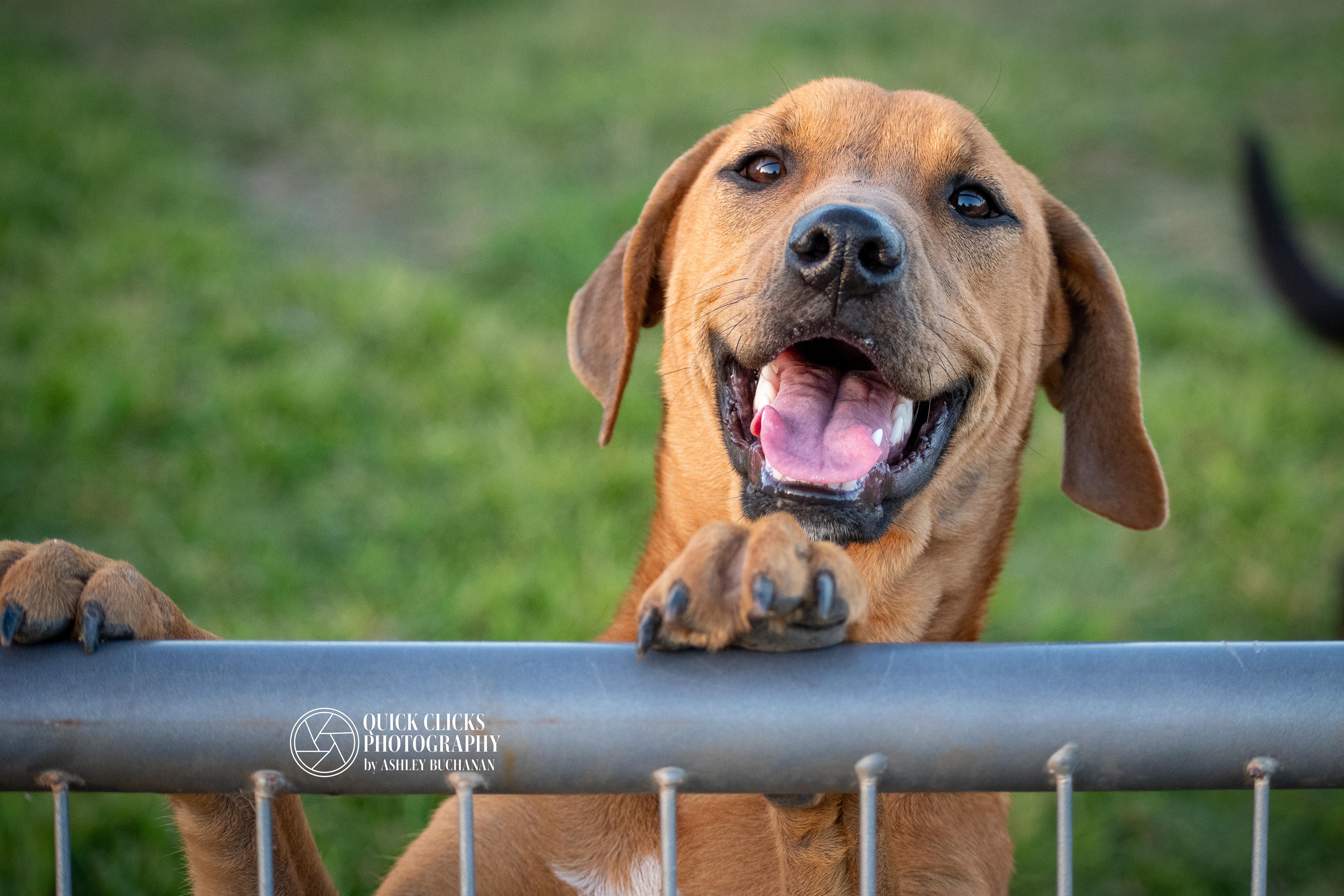 Enlarge Penny, a ADOPTABLE Mixed Breed in Brazoria, TX image 1/1