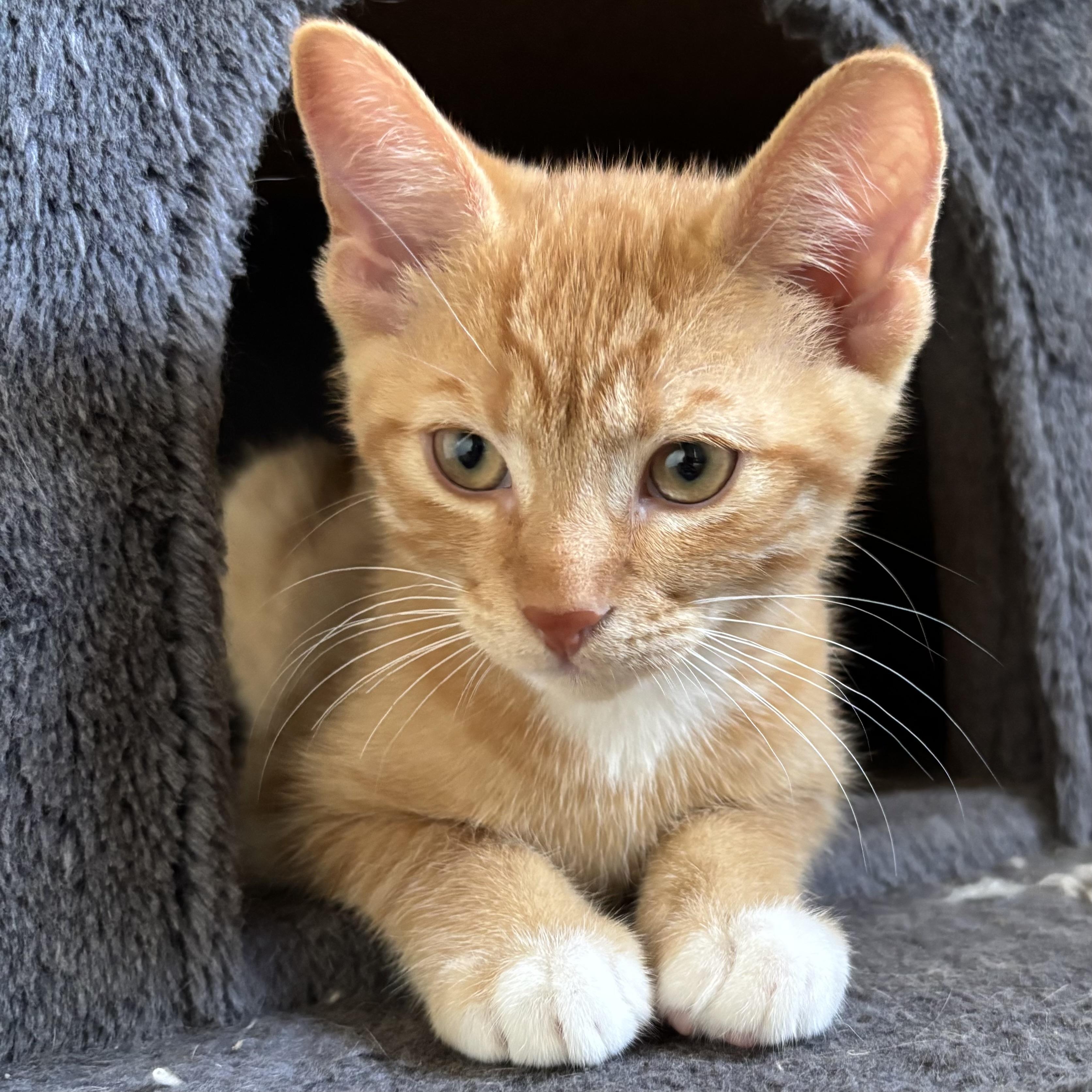 Carter, a ADOPTABLE Domestic Short Hair in Richmond Hill, ON image 2/4
