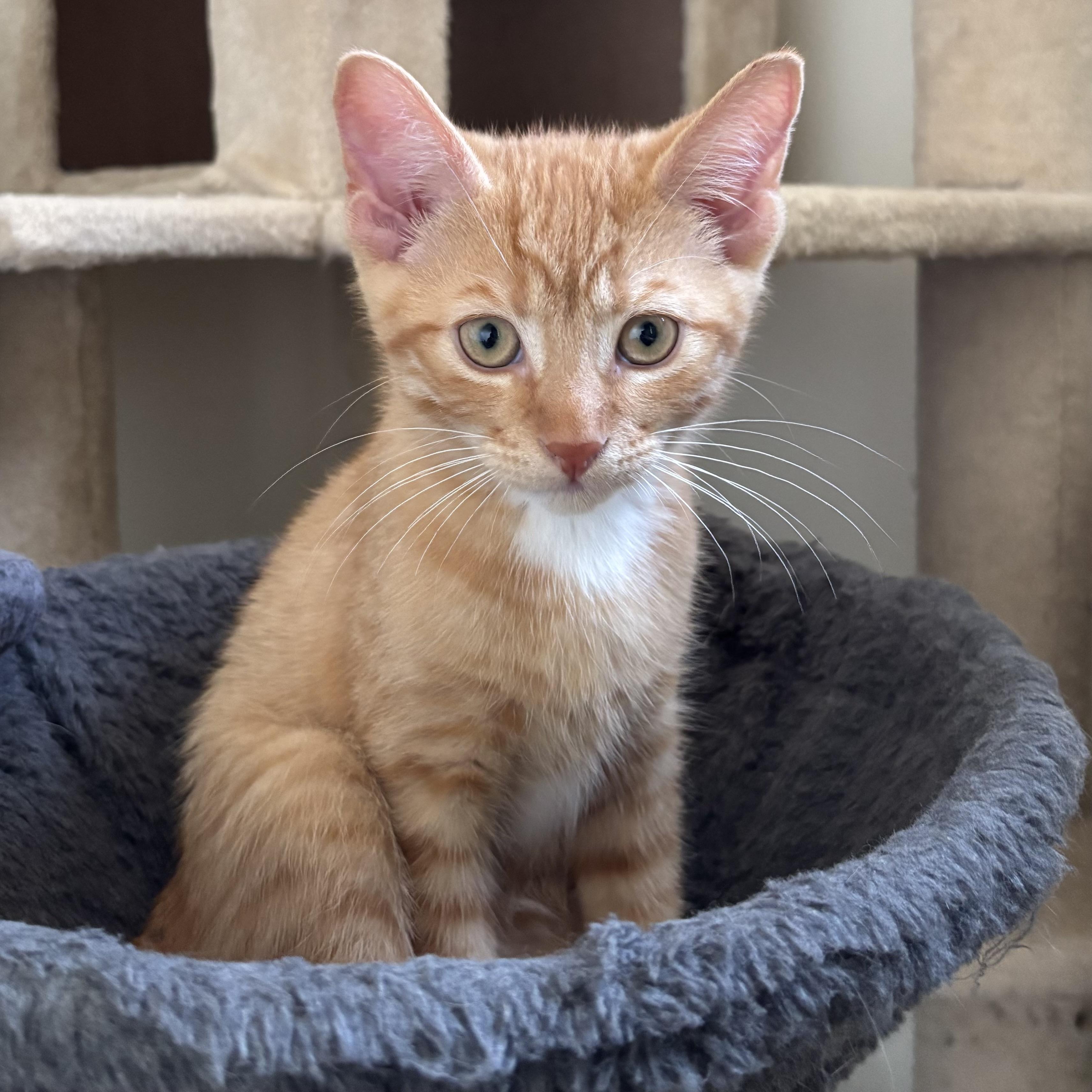Carter, a ADOPTABLE Domestic Short Hair in Richmond Hill, ON image 1/4