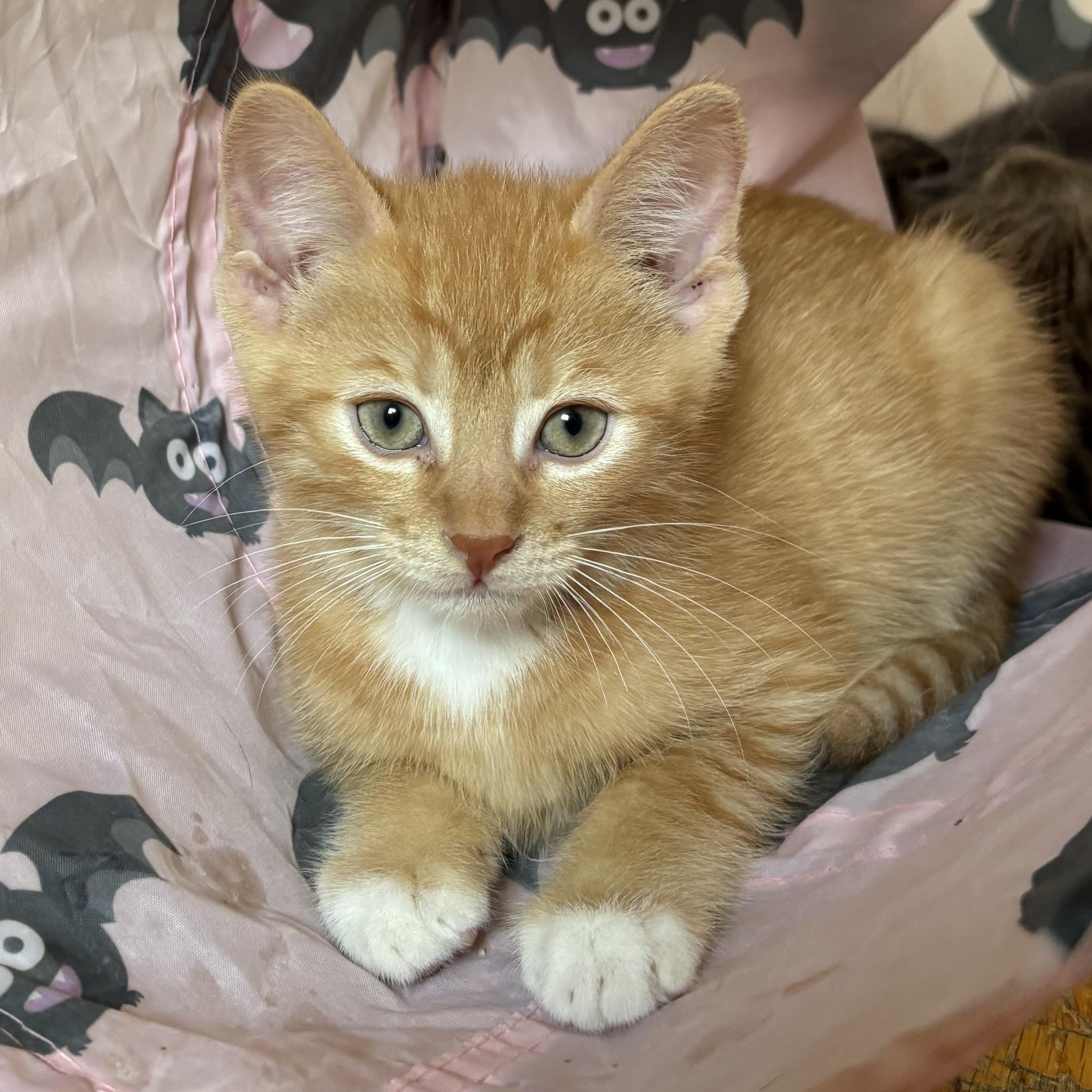 Carter, a ADOPTABLE Domestic Short Hair in Richmond Hill, ON image 3/4