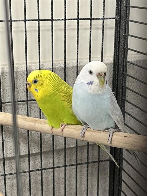 MARGARET, Adoptable, Adult Female Parakeet (Other).
