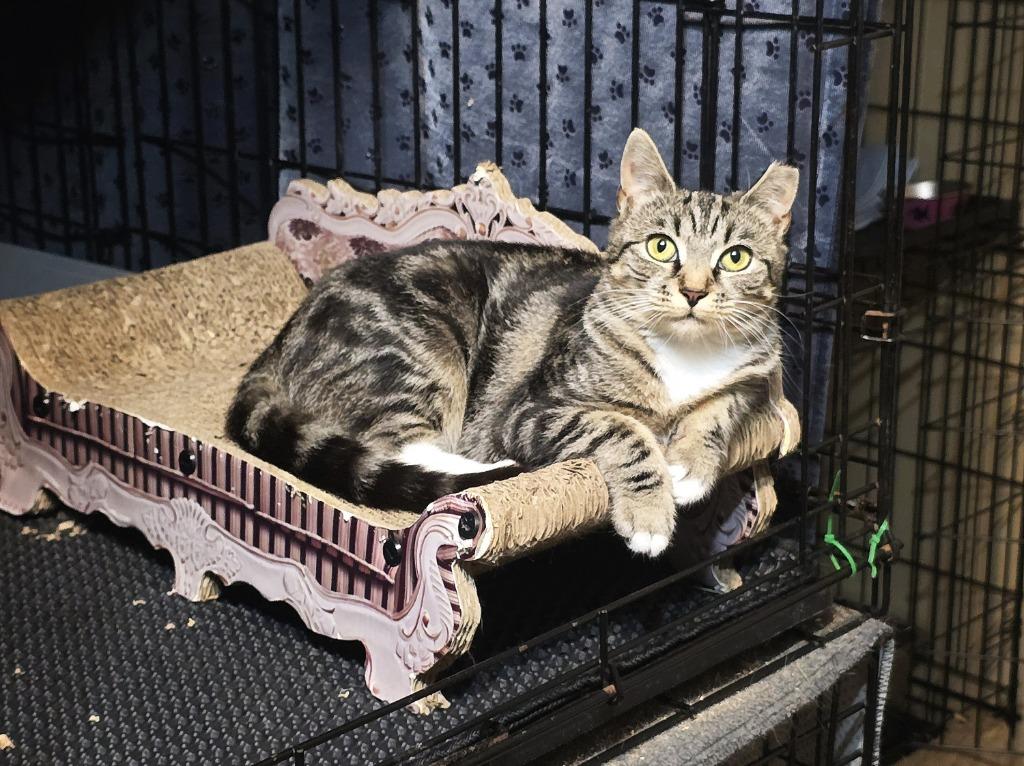 Narla, Adoptable, Young Female Domestic Short Hair.
