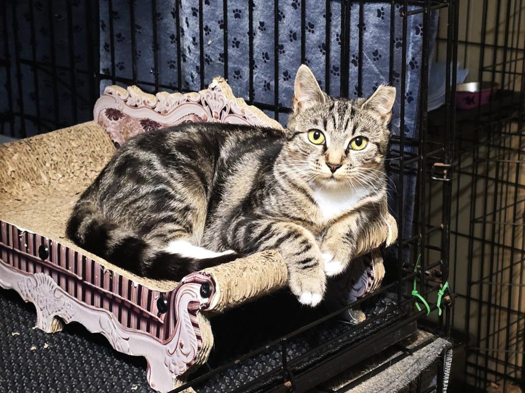 Enlarge Narla, a Adoptable mixed breed in Pawtucket, RI image 2/4