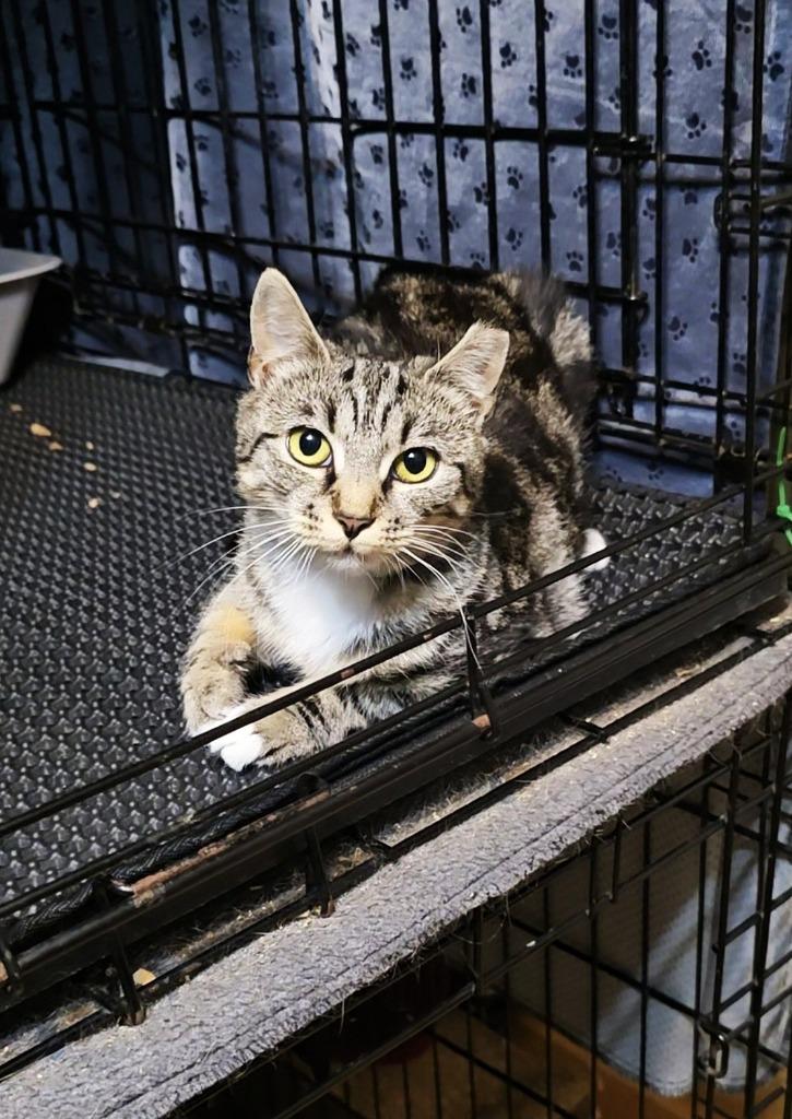Enlarge Narla, a Adoptable mixed breed in Pawtucket, RI image 3/4