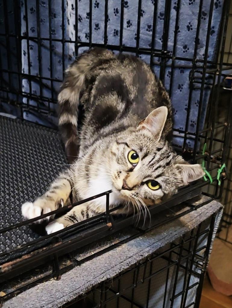 Enlarge Narla, a Adoptable mixed breed in Pawtucket, RI image 4/4