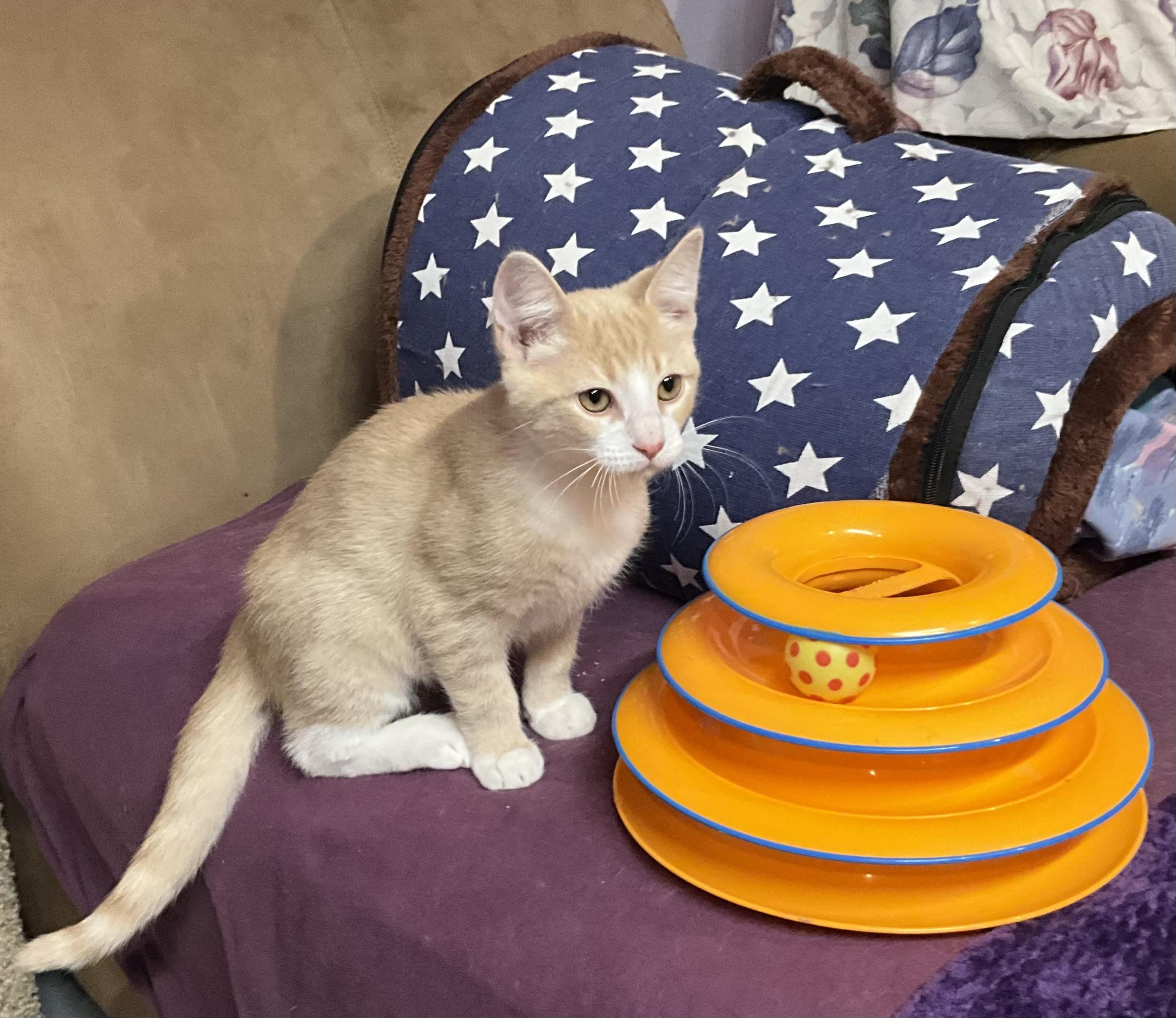 Amos, Adoptable, Kitten Male Domestic Short Hair.