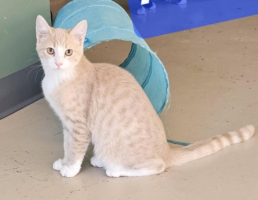 Amos, Adoptable, Young Male Domestic Short Hair.