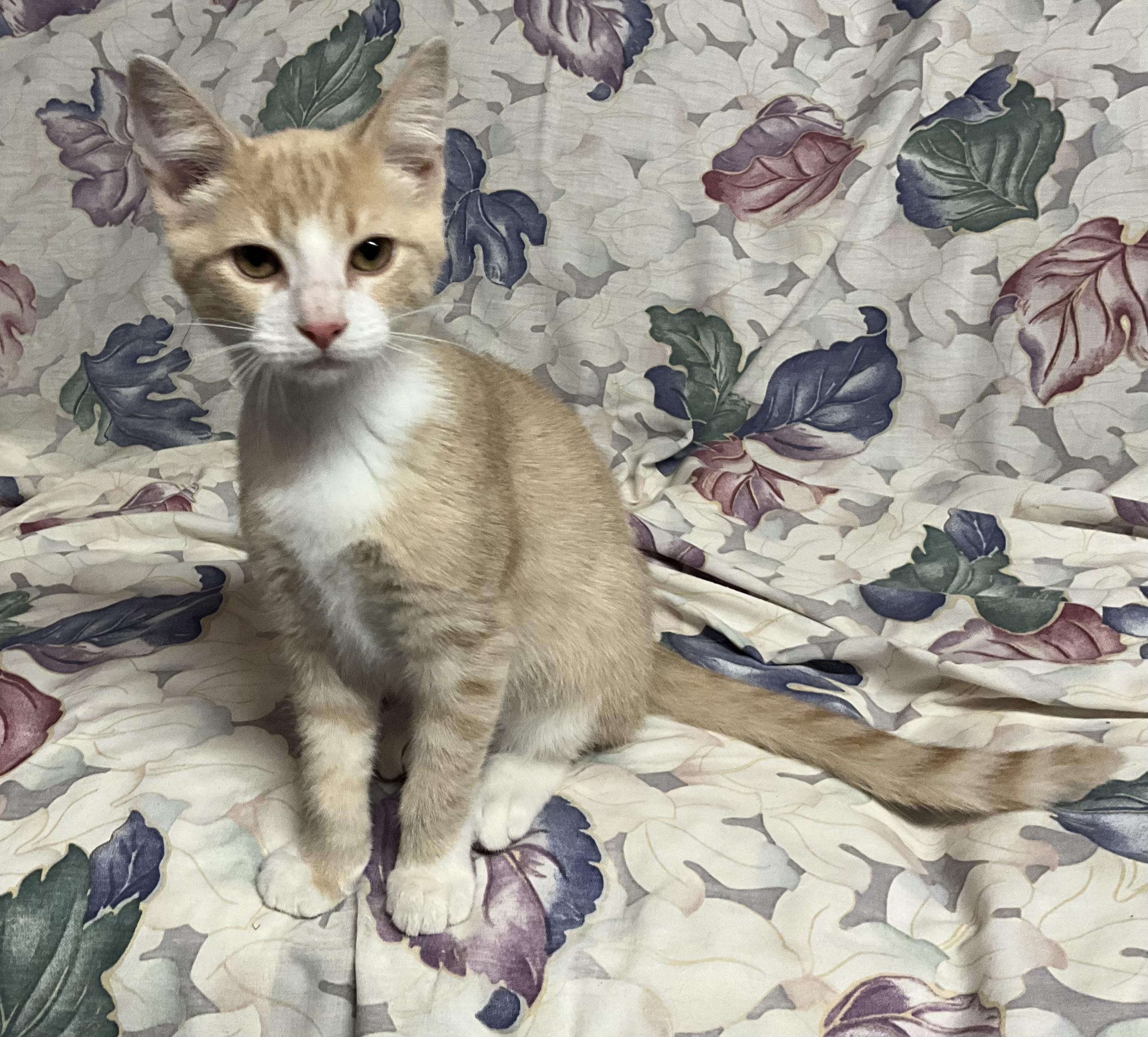 Amos, a Adoptable mixed breed in Avonmore, PA image 2/2