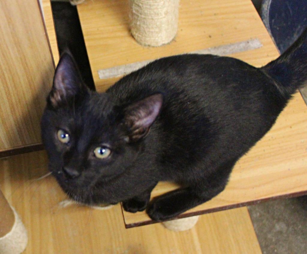 Enlarge Bubbles, a Adoptable mixed breed in Saint James, MN image 1/3