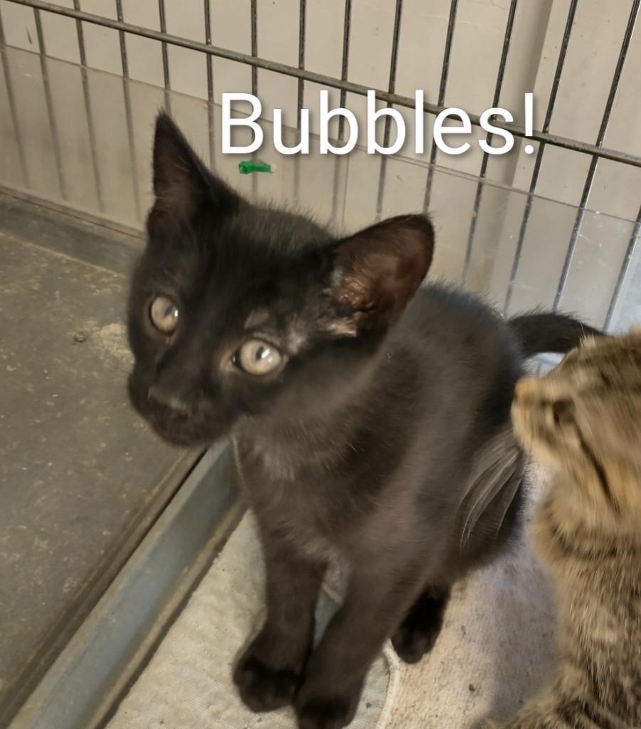 Enlarge Bubbles, a Adoptable mixed breed in Saint James, MN image 2/3
