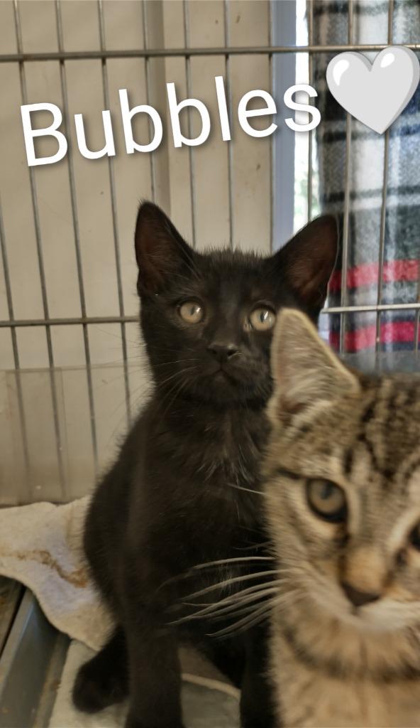 Enlarge Bubbles, a Adoptable mixed breed in Saint James, MN image 3/3