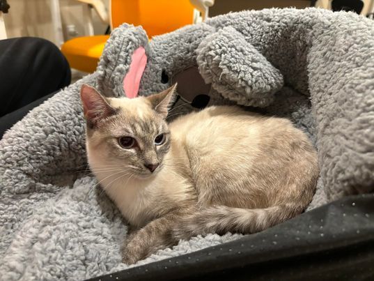 Sadie, Adopted, Kitten Female Siamese.