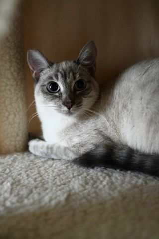 Sadie, a Adopted Siamese in San Jose, CA image 2/6