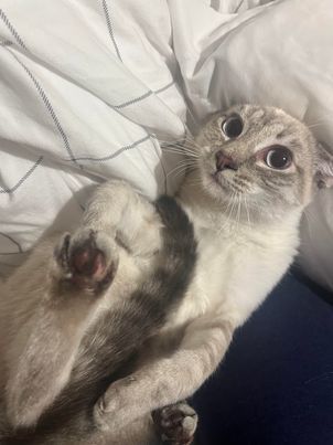 Sadie, a Adopted Siamese in San Jose, CA image 3/6